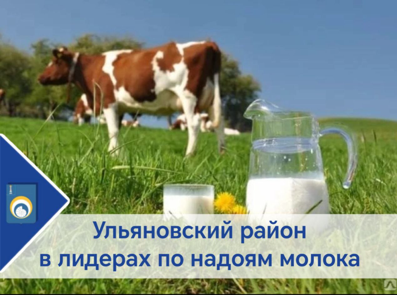 Ульяновский район в лидерах по надою молока.